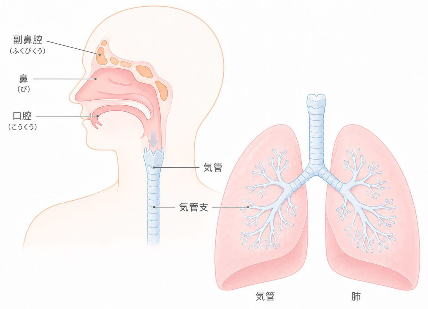 呼気NO（FeNO）検査